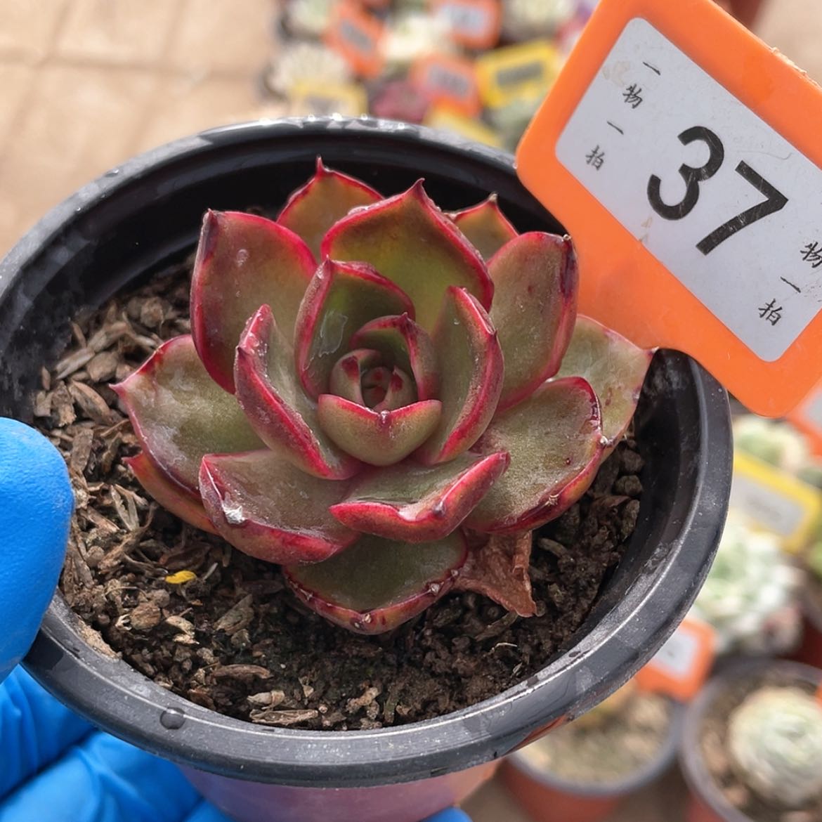 【闪购商品】37号的