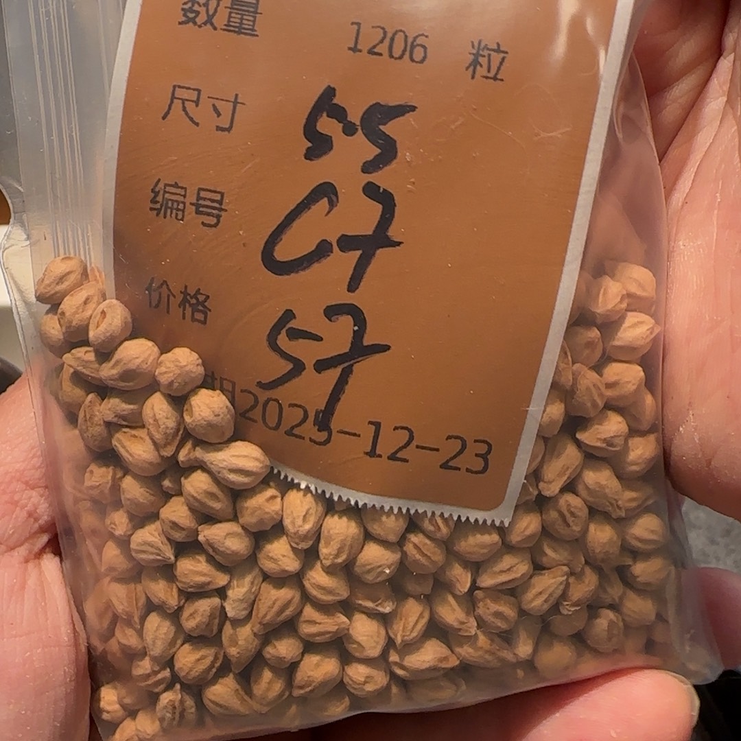 听***风柏香籽/百香籽吊坠C7