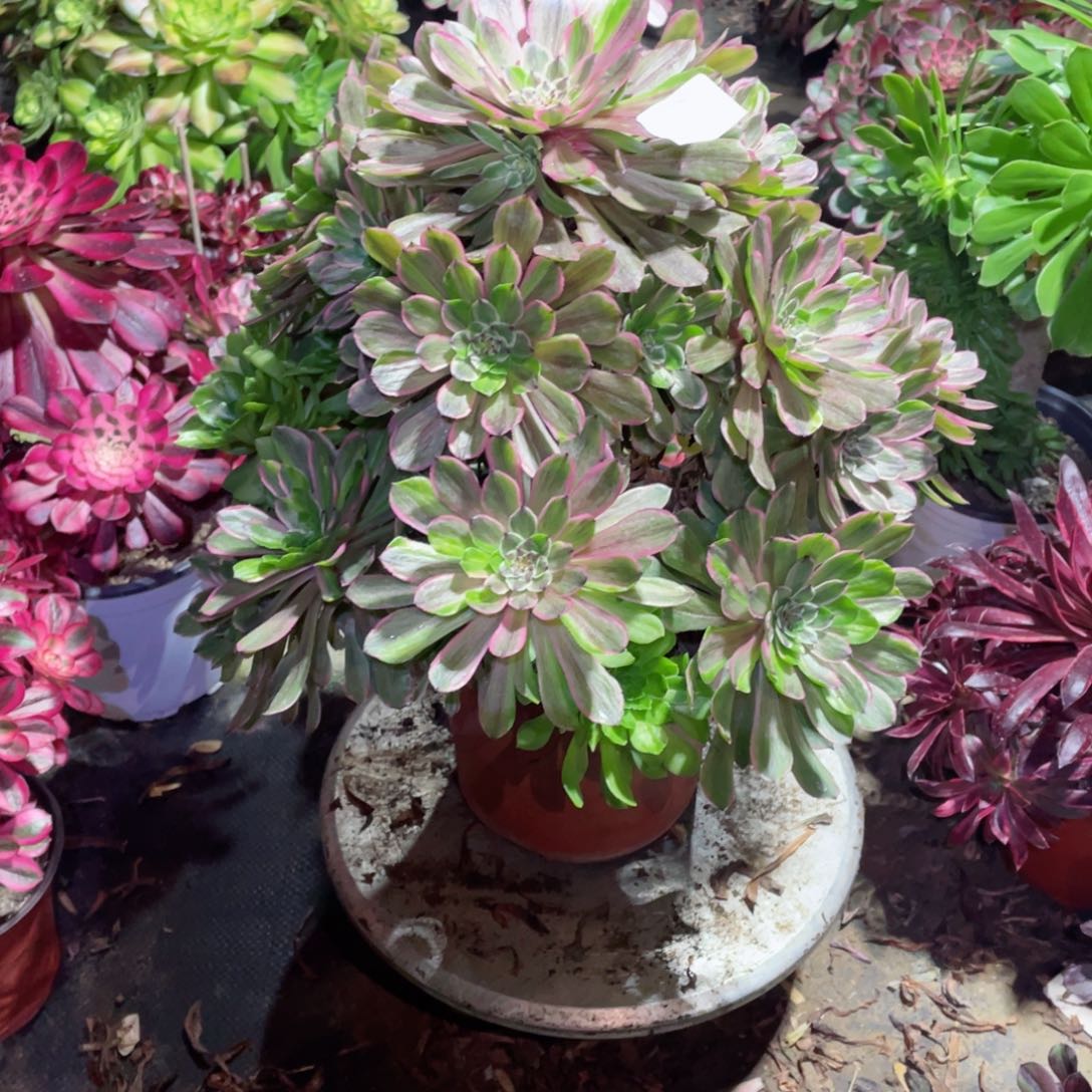 多肉植物粉黛647