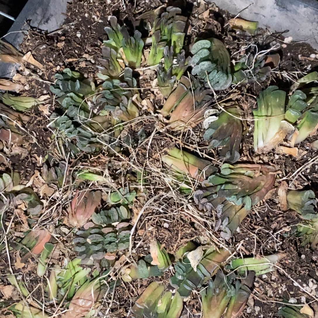 820 一颗实生小玉扇 整点福利