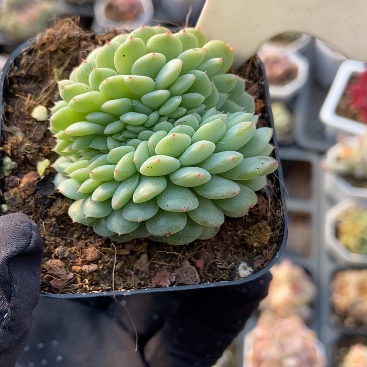 1060白胖子缀多肉植物保护