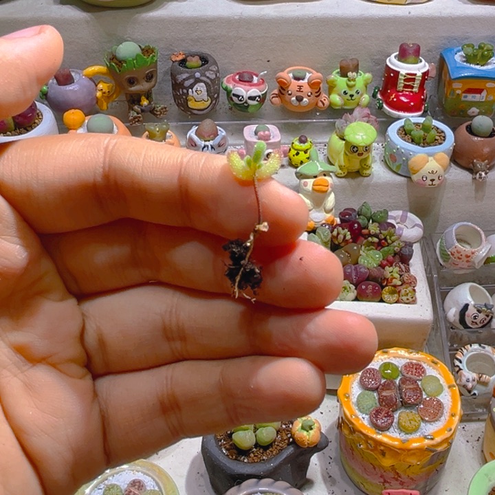 小****活小宝专属链接拍拍