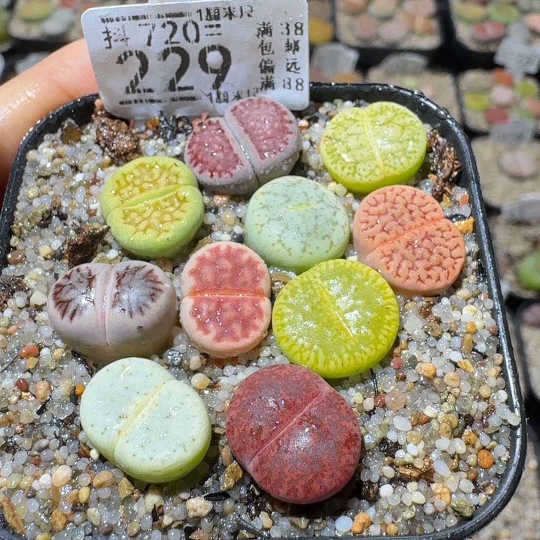 Sss生石花清货229