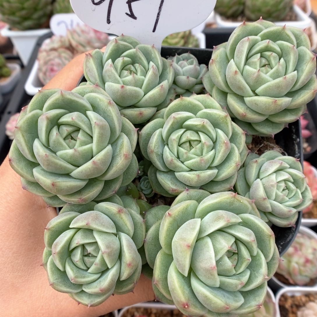 油透麦秆群生951号。 