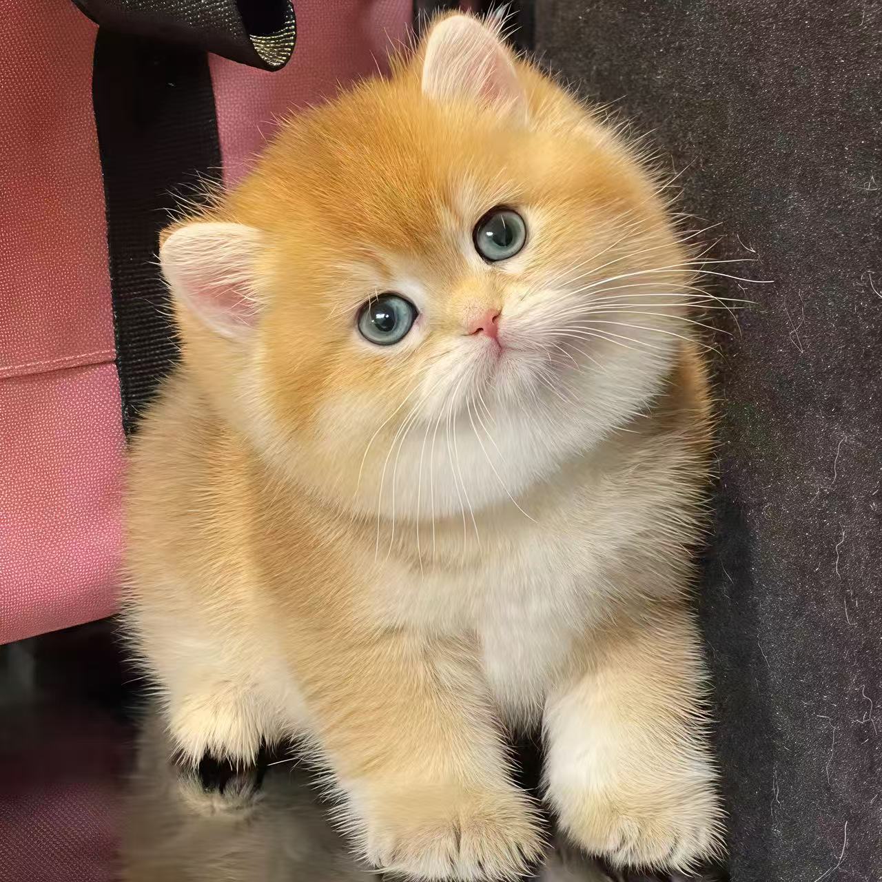 【安安名猫】英短美短布偶全品种猫咪全款链接活体宠物猫崽