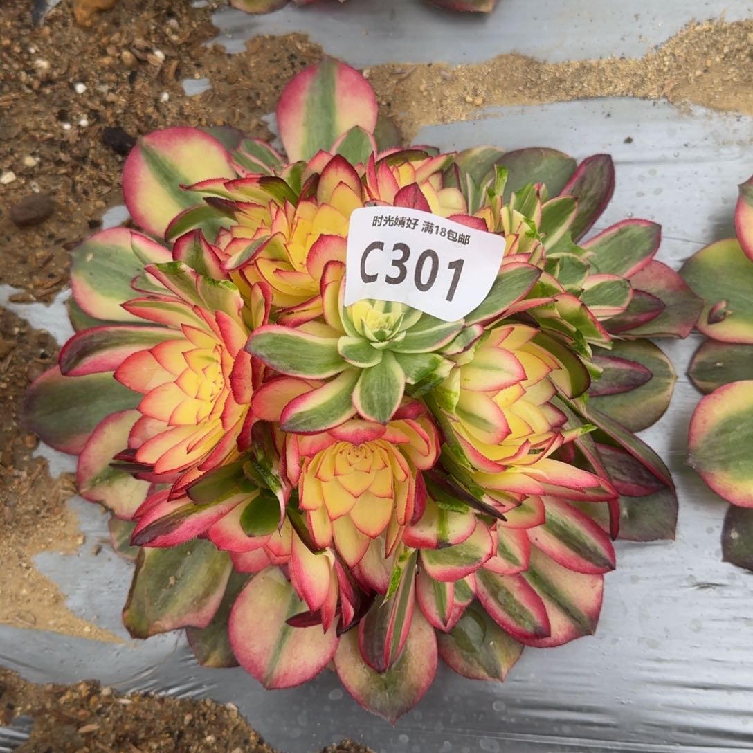 301荔枝绣球多肉植物