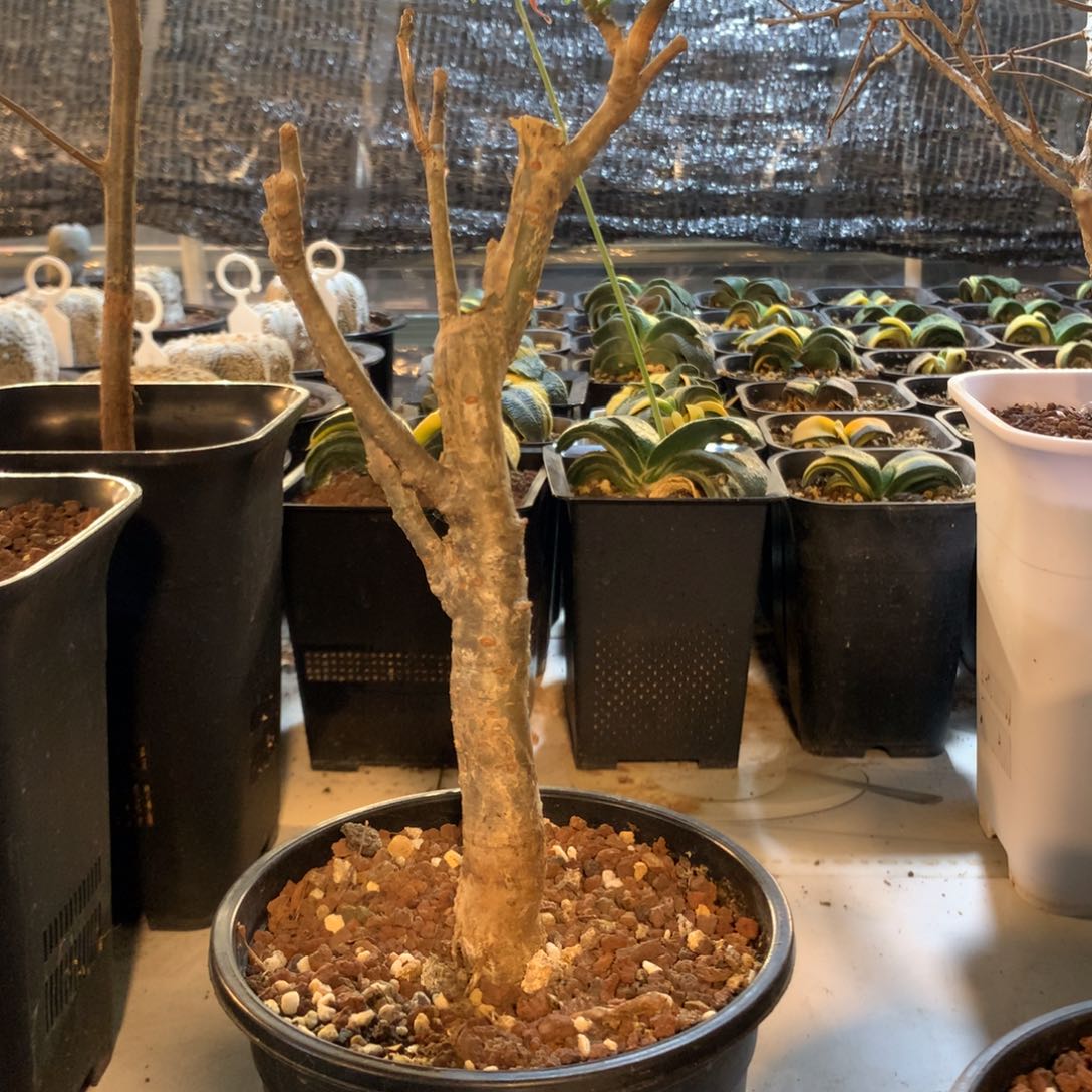 麻氏没药实生带盆