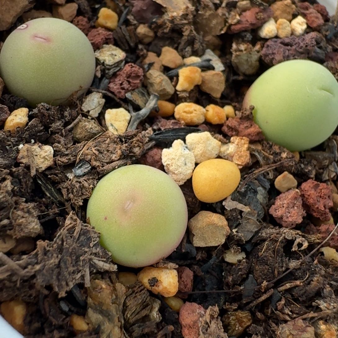 807带盆土发货000000000