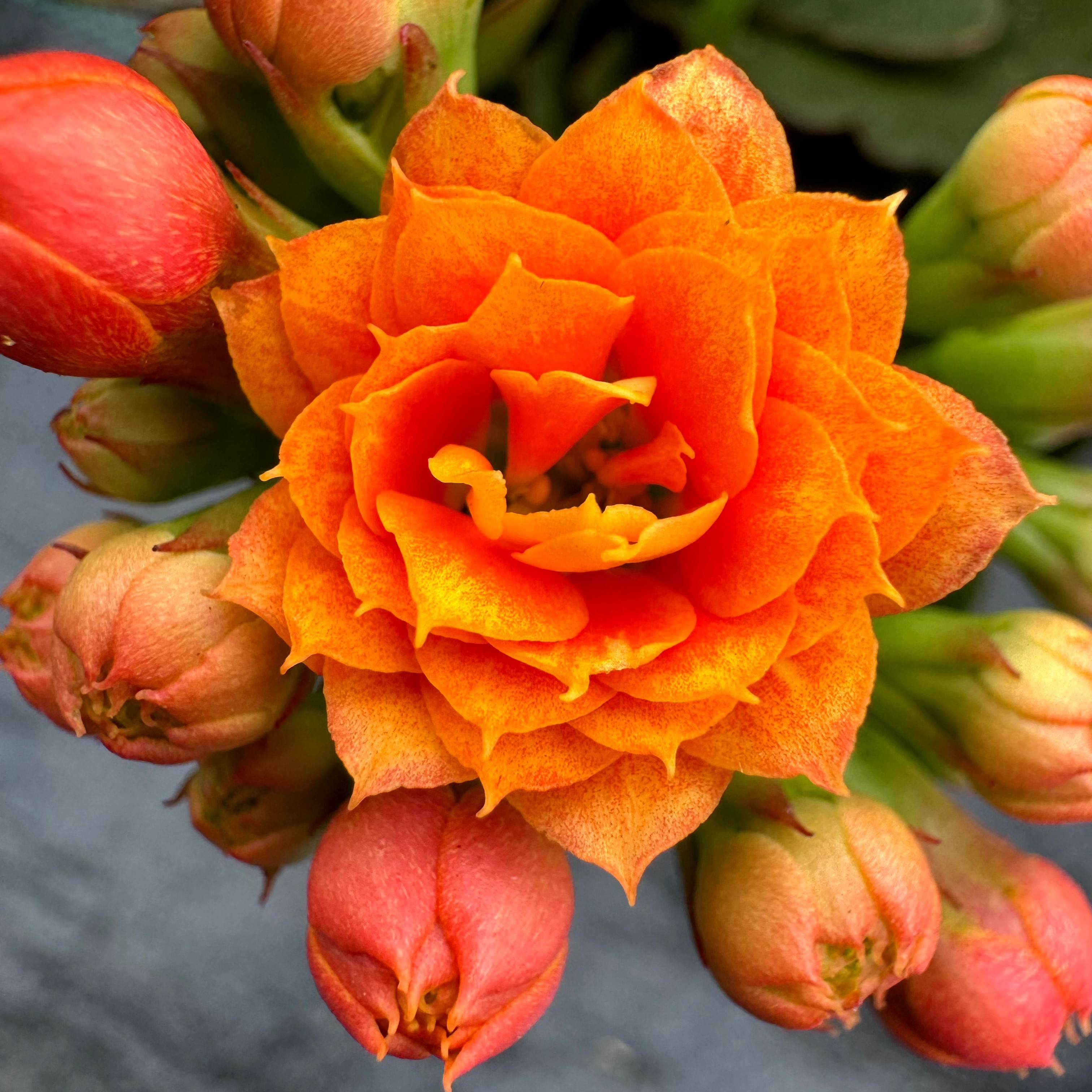 130加大盆【金玉满堂】稀有品种爆盆年宵花精品长寿