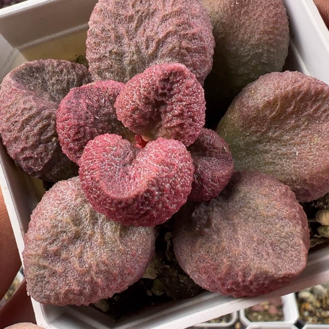 水蜜桃水泡多肉植物水泡