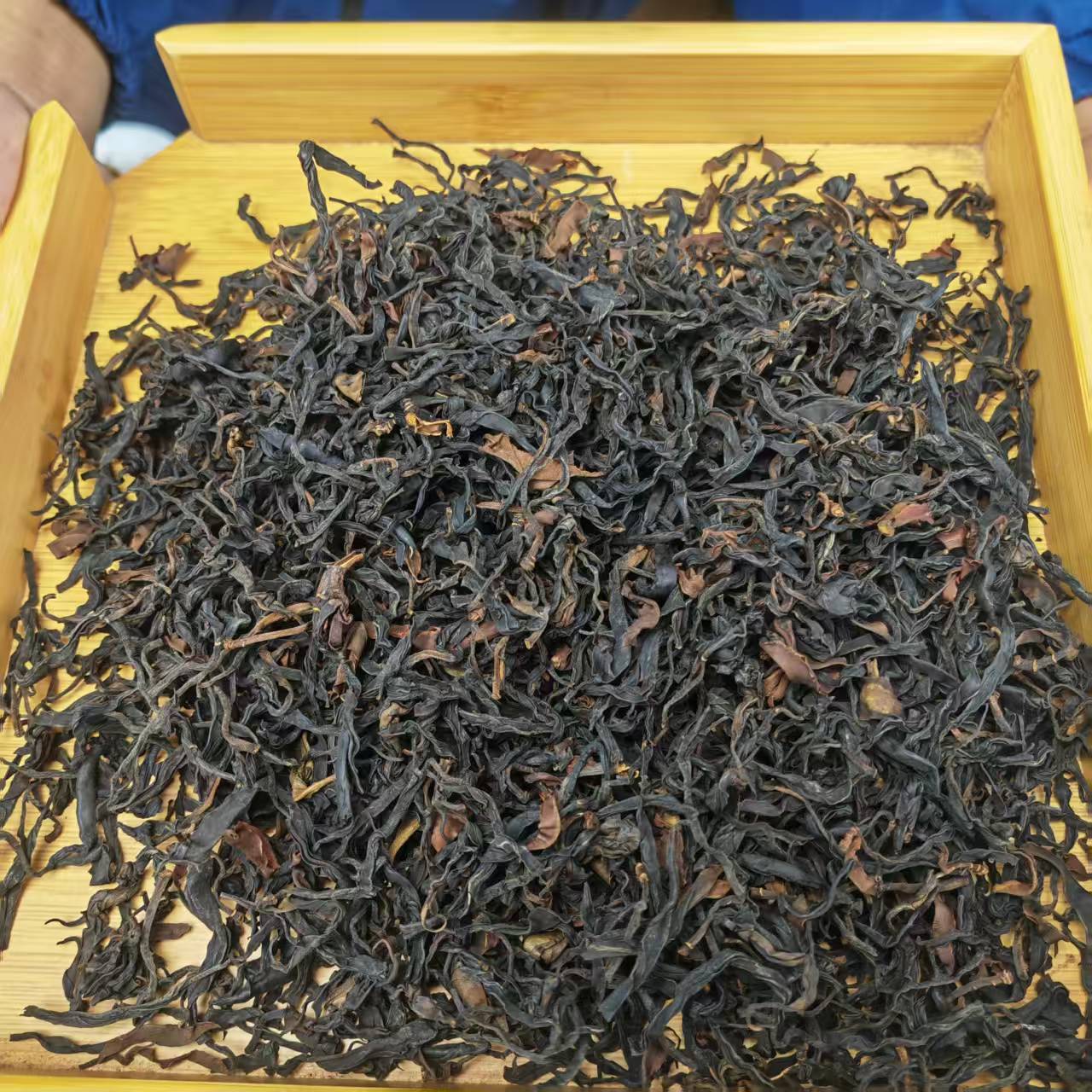 坝卡大量山千年老妖野生古树晒红