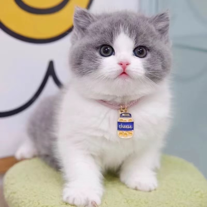 院韵猫咖直播选猫蓝猫蓝胖子英短银渐层金渐层美短虎斑美短起司