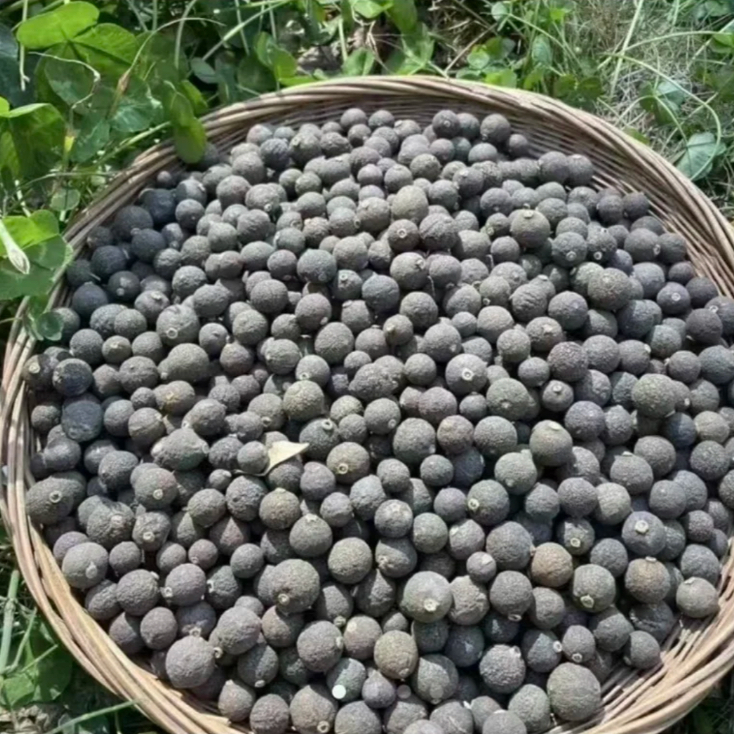 高山高海拔珍藏黑灵果 500克 小鹏专属 非枸杞