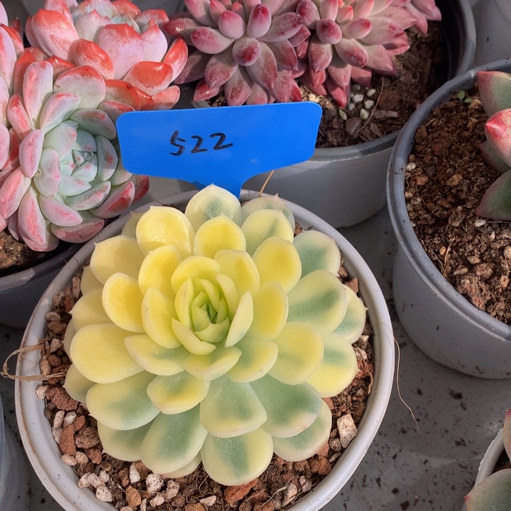 多日子黑五73727372737