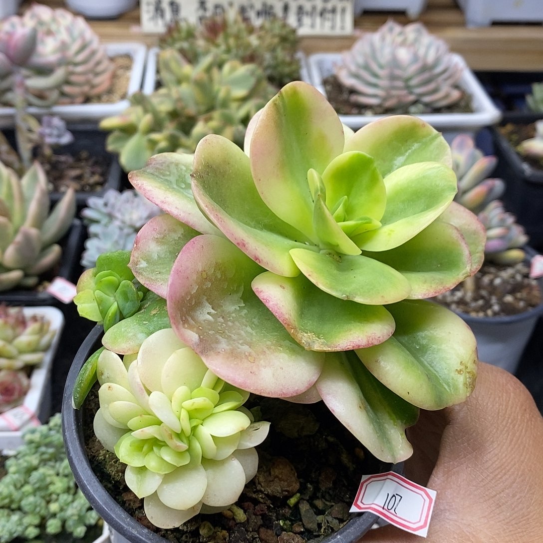 17107 红梅锦缀化 需延时发货