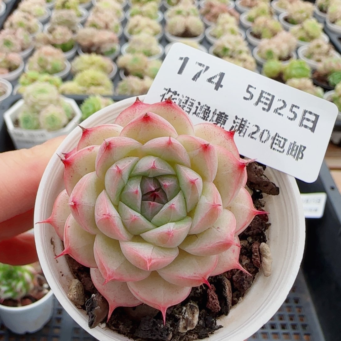 花语逸镜0525-174