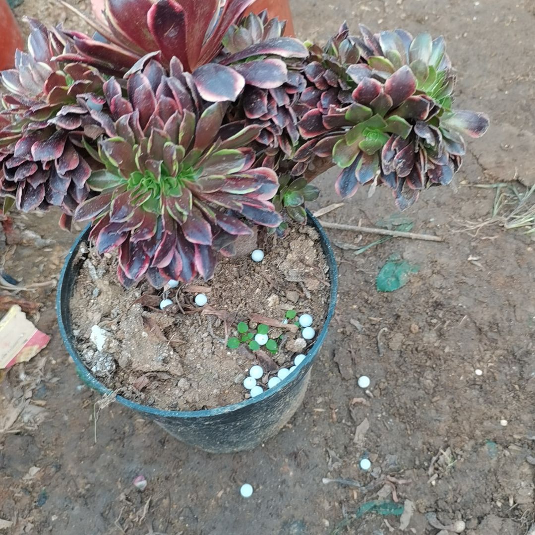 欧佳丽缀法师多肉42