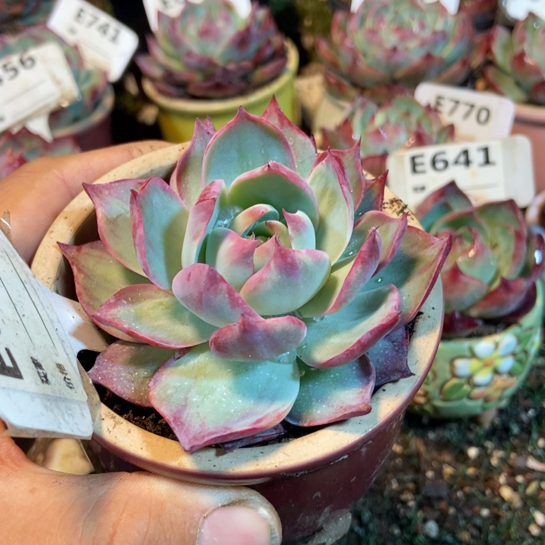 惊鸿一瞥678号多肉