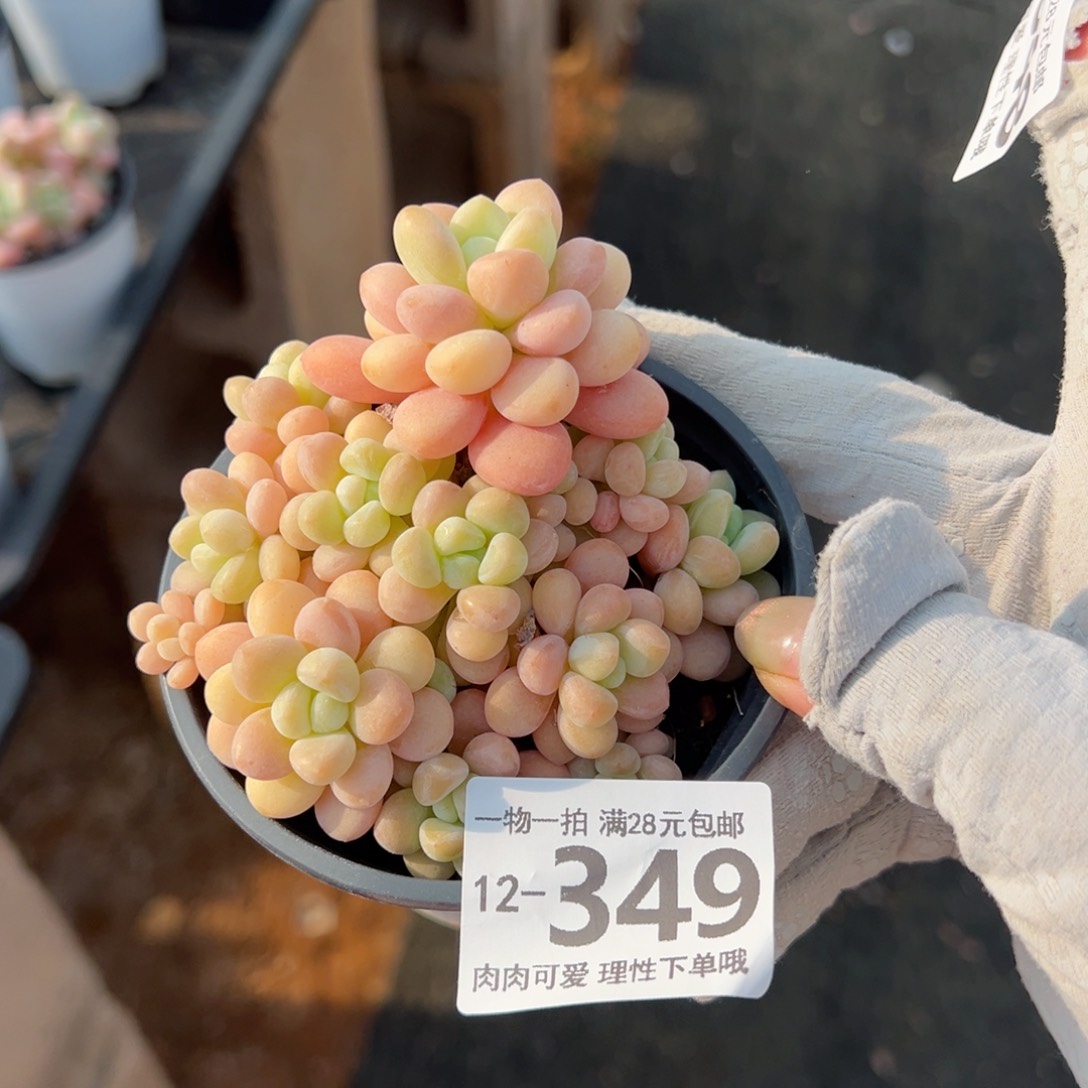 洛可可多肉多肉多肉多肉