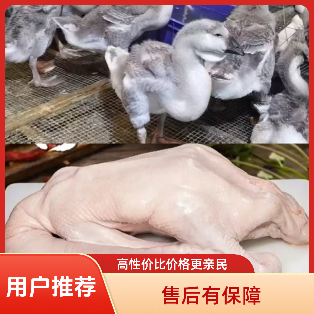 5 斤左右狮头鹅肉鹅掌 鲜美 顺丰包邮