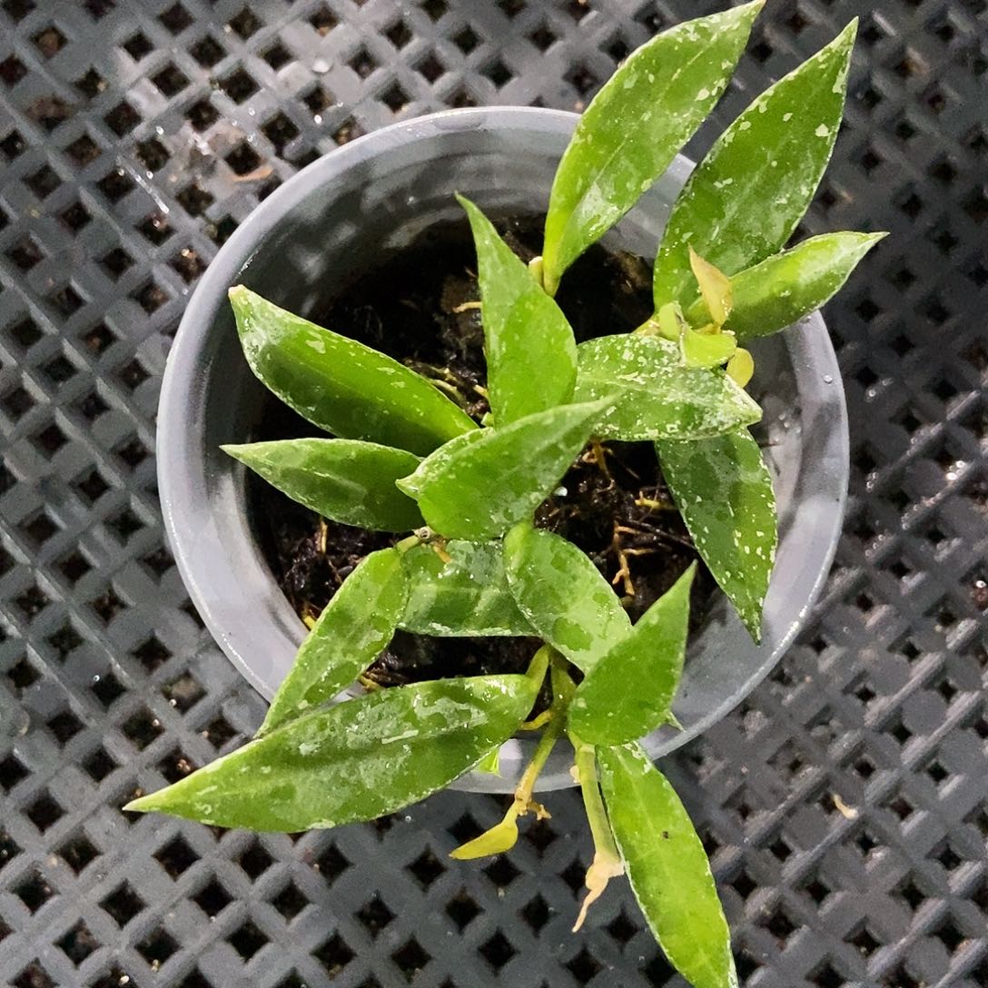 完全开放薄荷裂瓣25