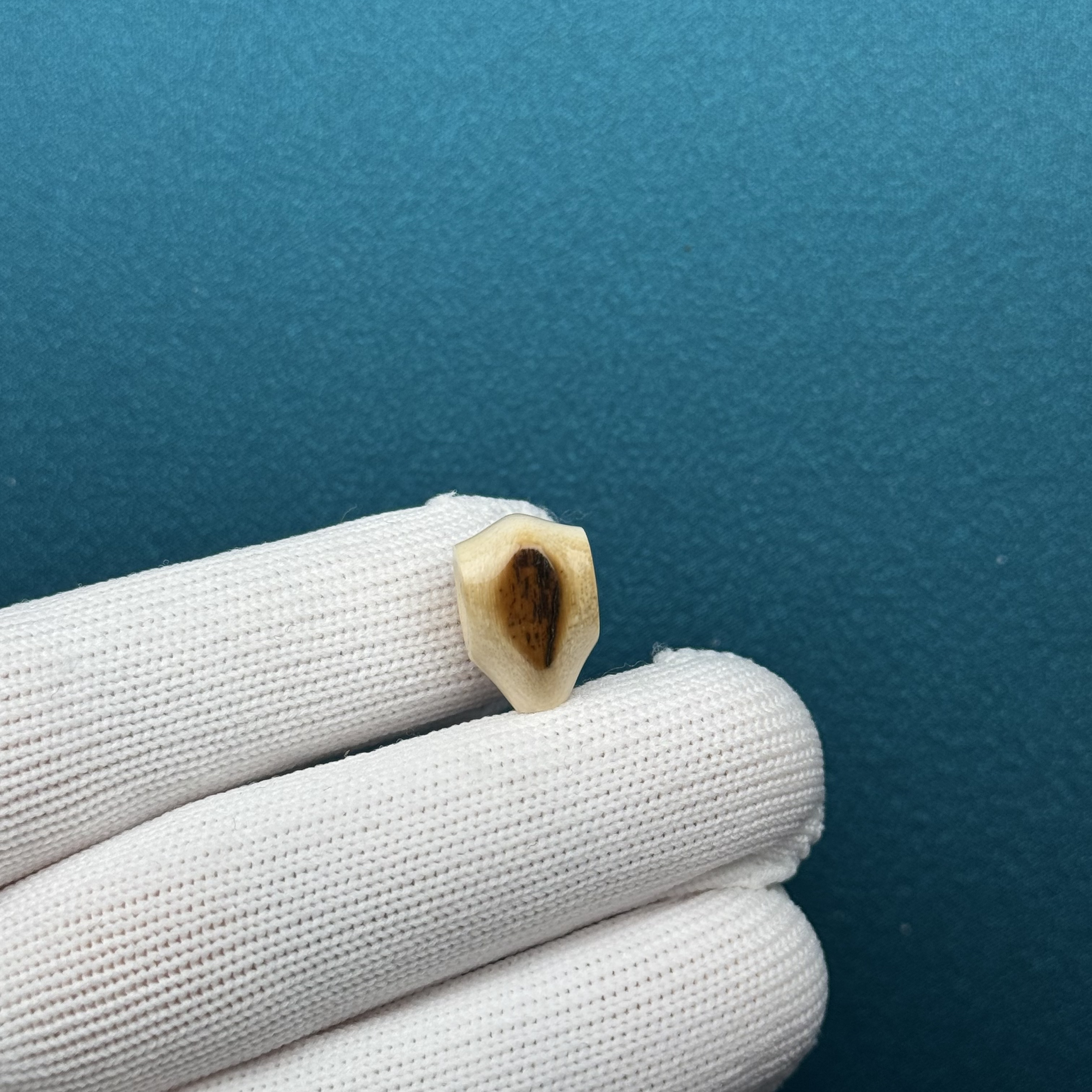 D72-29天然猛犸牙 黄金瞳鲨鱼背三通10*15mm支持复检假一罚十