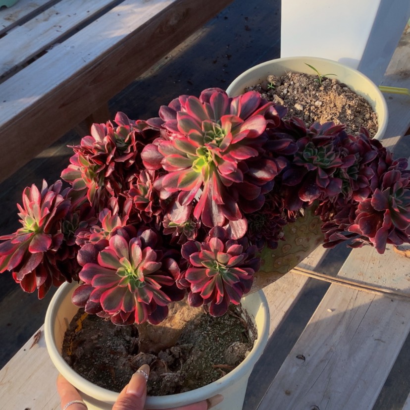 【闪购商品】美杜莎法师 01