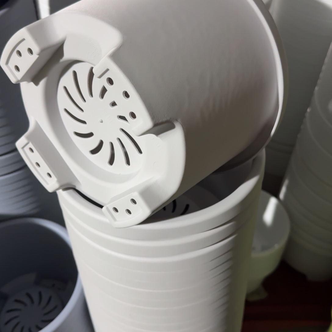 球根3号5个灰白色的