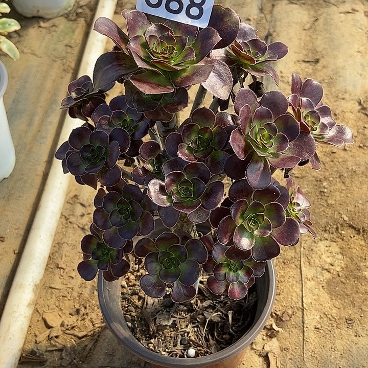 晚霞朵朵388多肉不包断