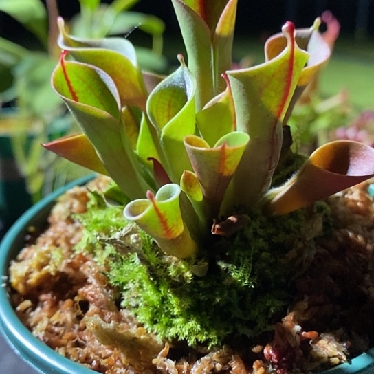 完全开放小太阳加仑大盆