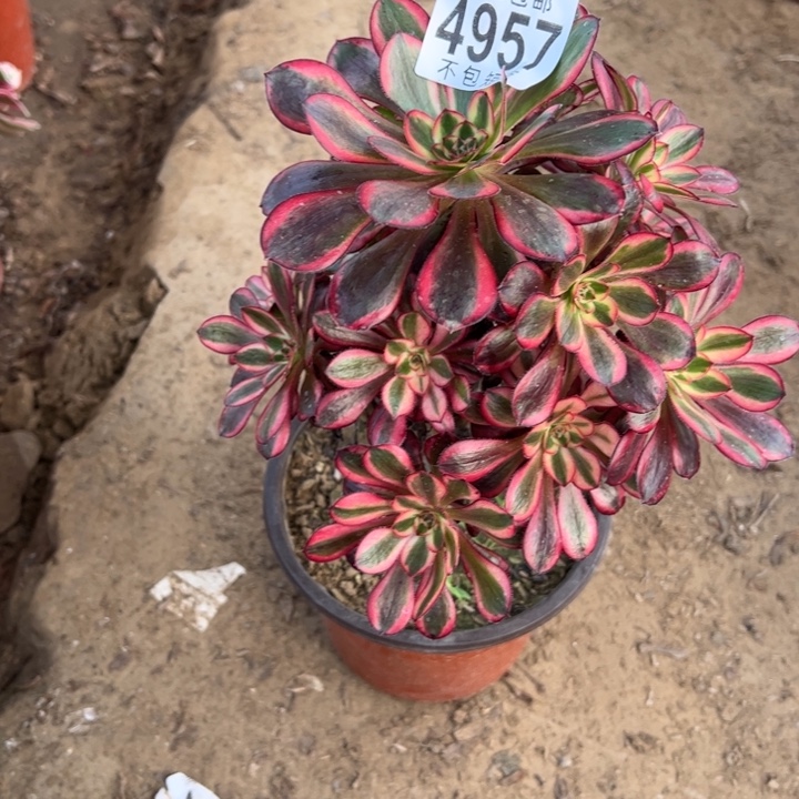 香奈儿多肉植物法师4957