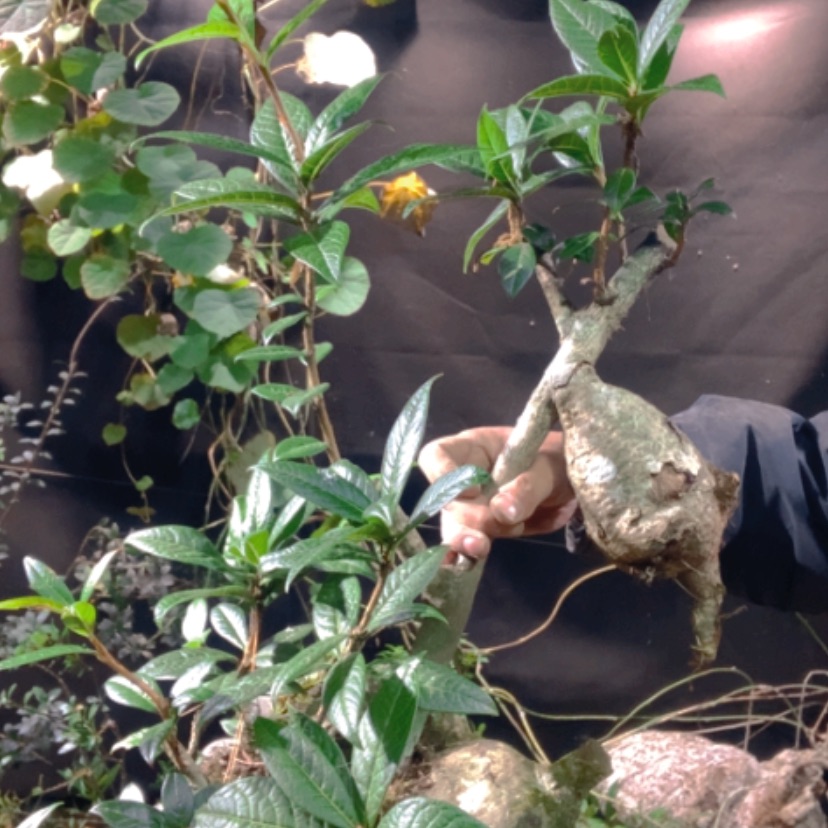 【闪购商品】无花朵