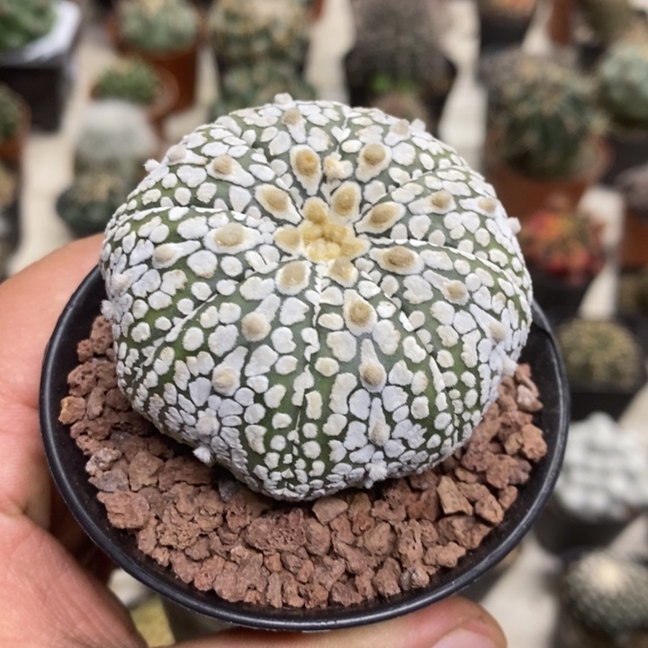 实生浓白兜特价福利