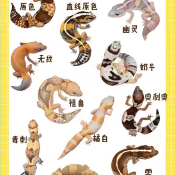 肥尾守宫可爱温顺好养