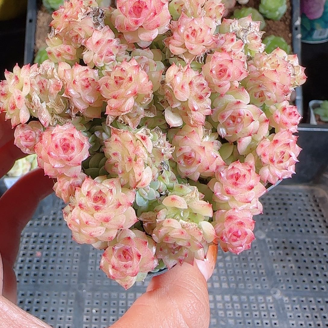 1106-272麦秆优选不包整