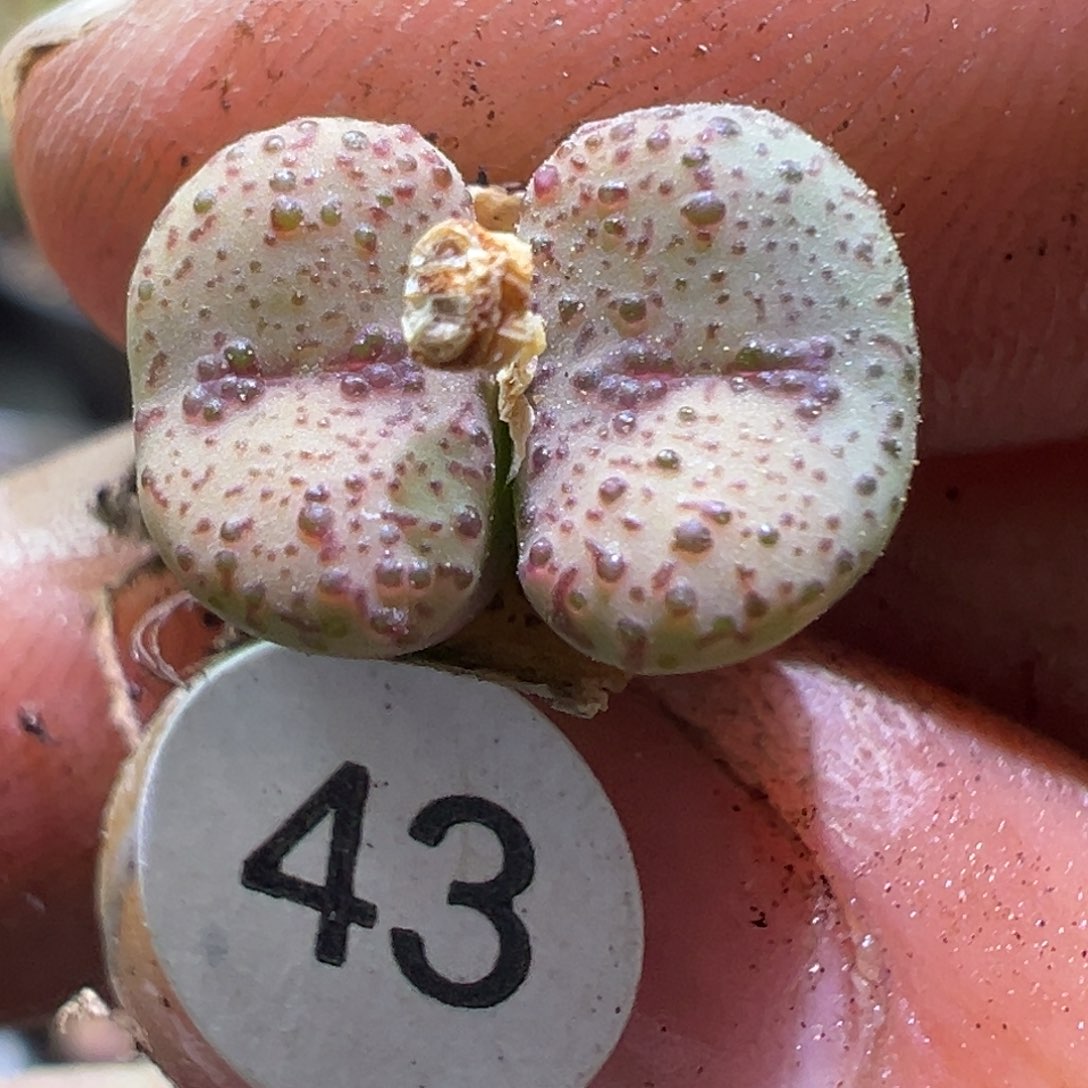 多肉植物111111111111111111