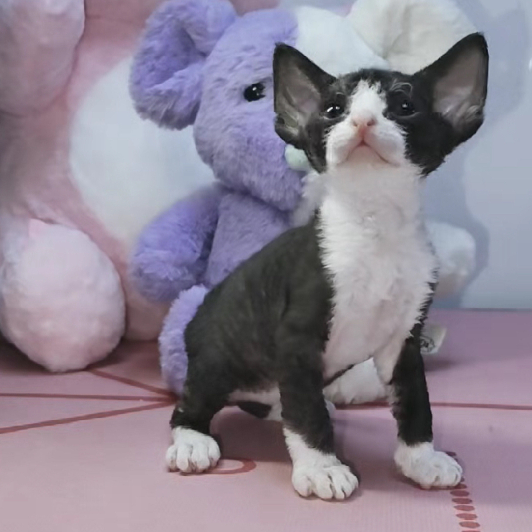 黑白开脸德文弟弟德文卷毛猫活体
