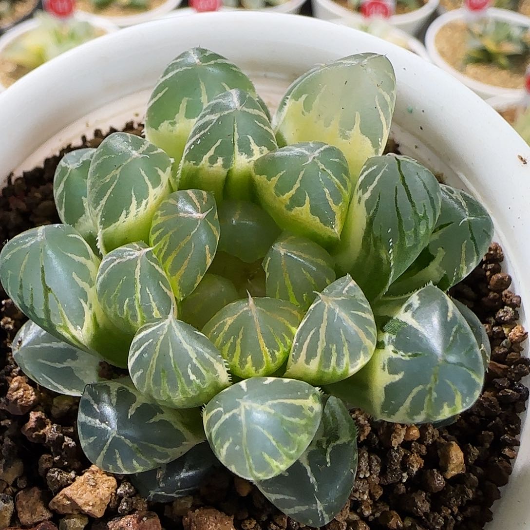 382号实生糊斑玉露锦一物一拍带盆土