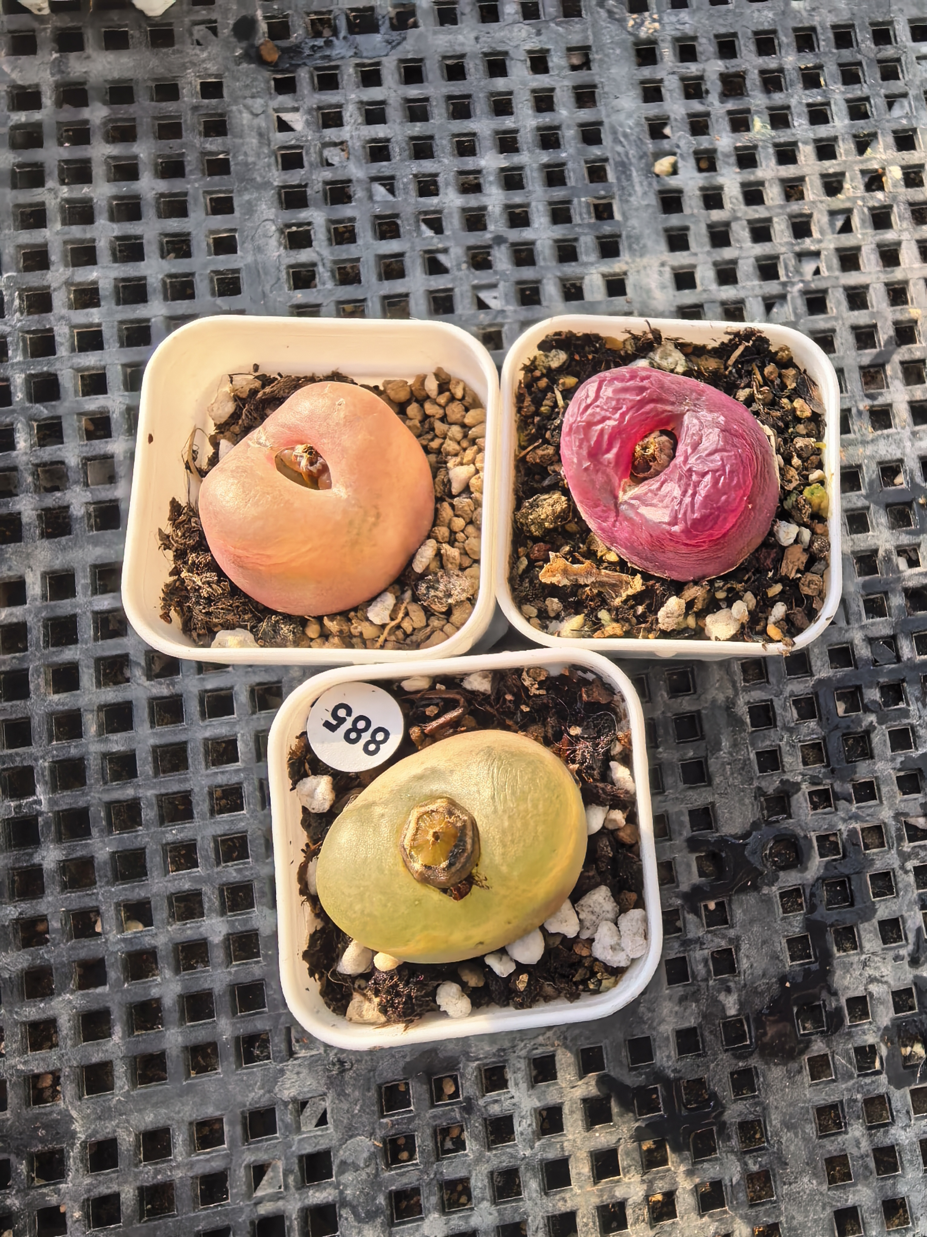 漂亮2.6-2.7CM多肉植物