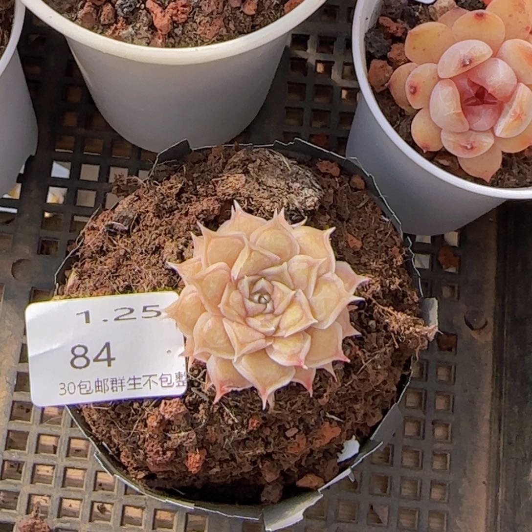 红桃皇后单头一颗脱土