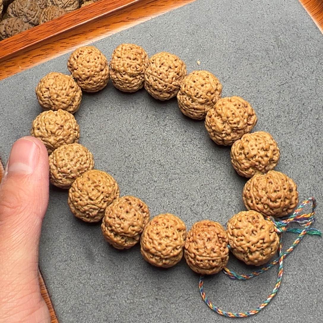 菩提40号尼泊尔大金刚19.5五星蜂王菠萝蜜