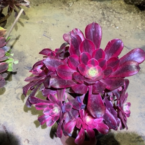 美杜莎多肉植物004