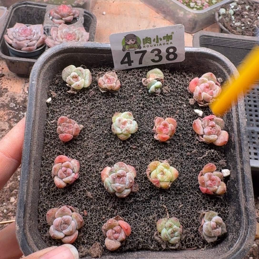 多肉植物多肉植物