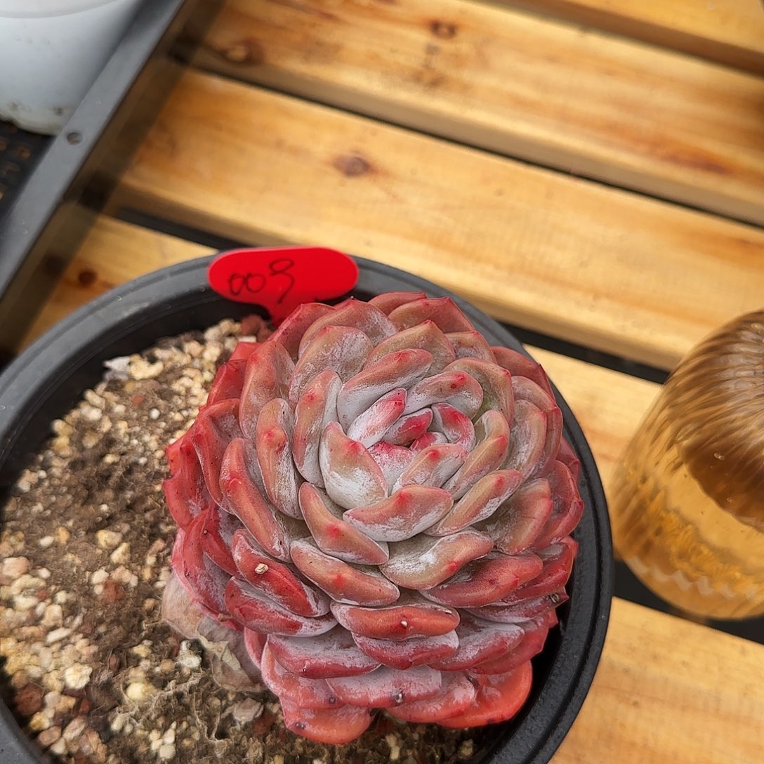 猫***领009成梦露精控单头