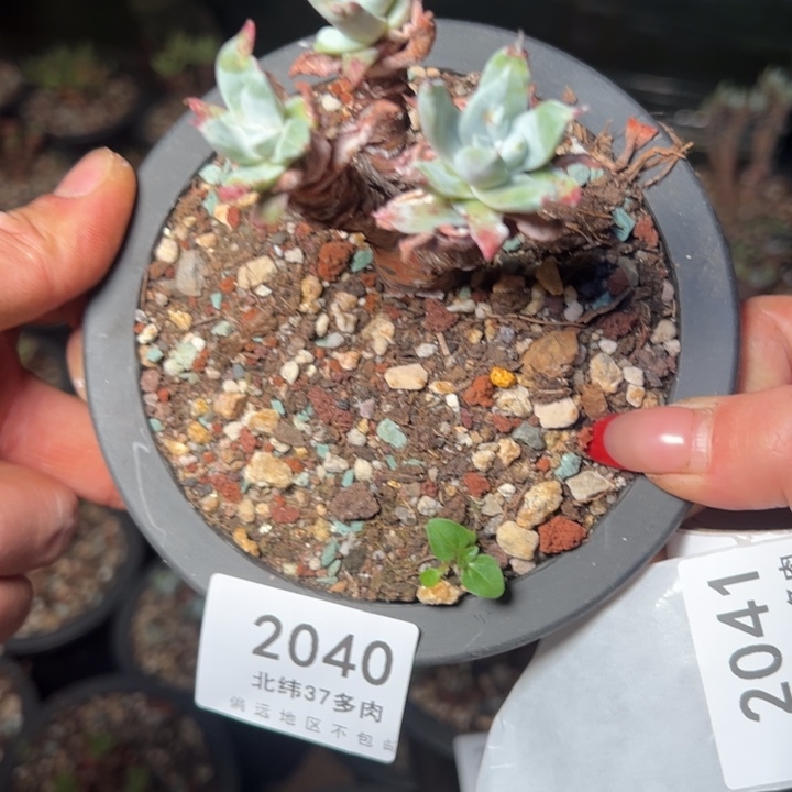 2040哈哈哈哈哈哈哈哈多肉