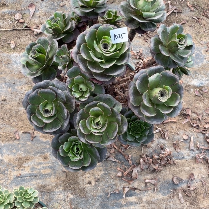 法师植物魅金玫瑰1025