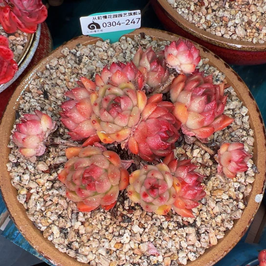 从前慢多肉精选编号0304.247