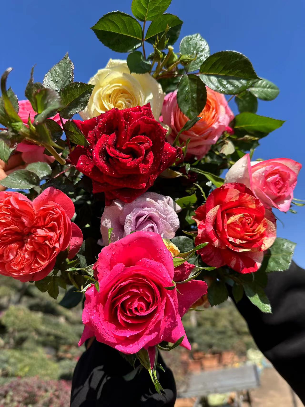 艾莎花园【多色月季】四季开花室内室外阳台庭院耐热耐寒