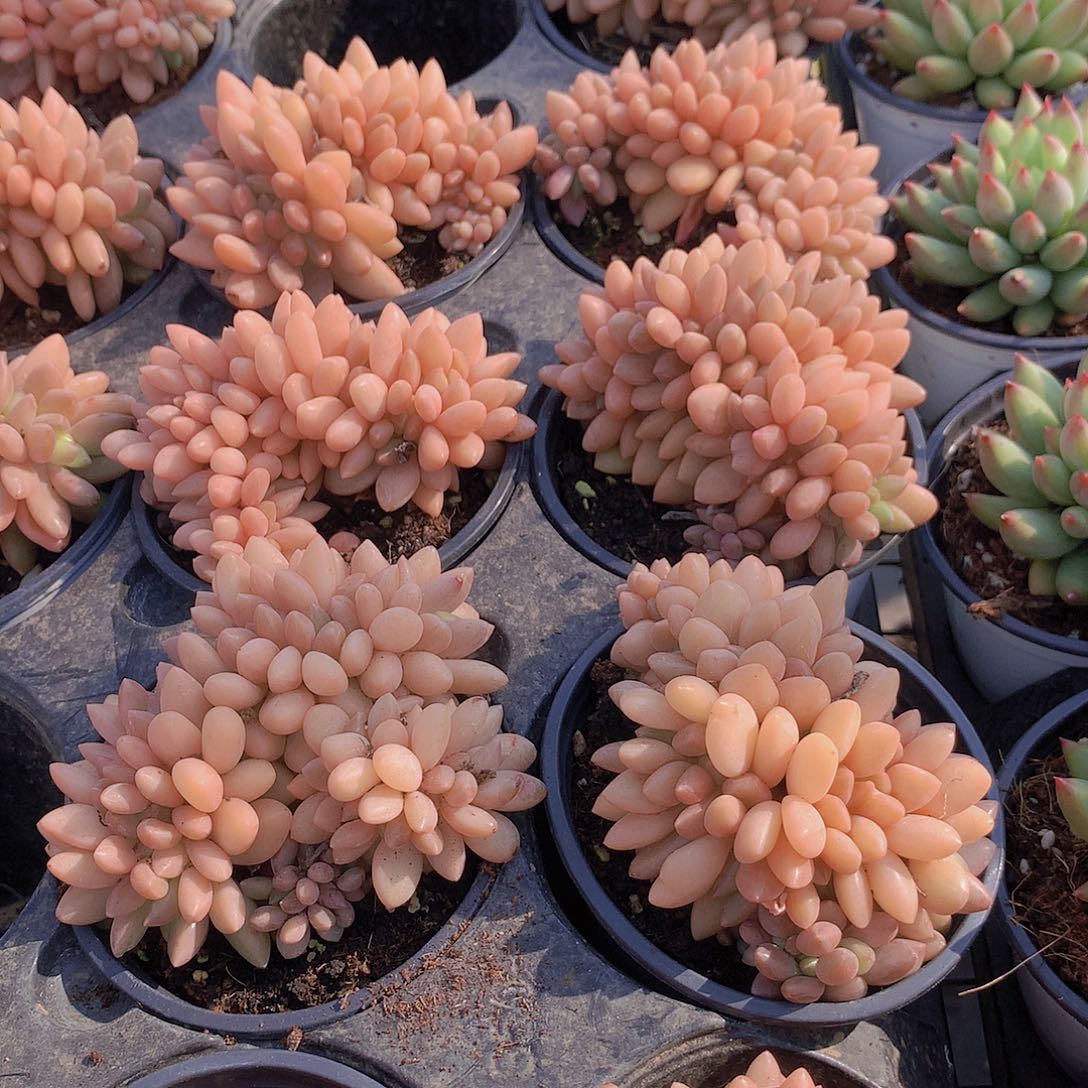 黄体水晶球缀化34677889