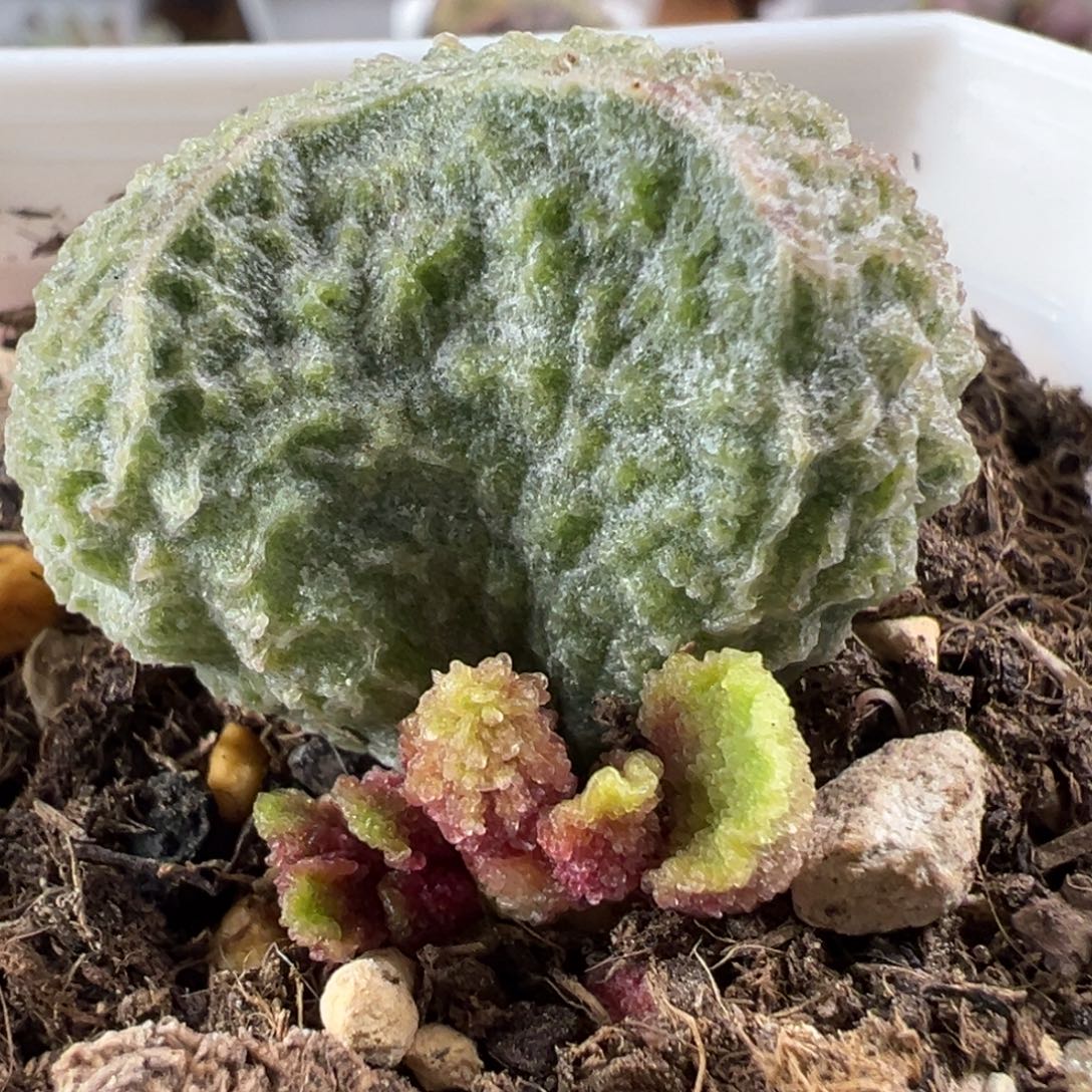 实生新品多肉植物水泡多肉植物水泡